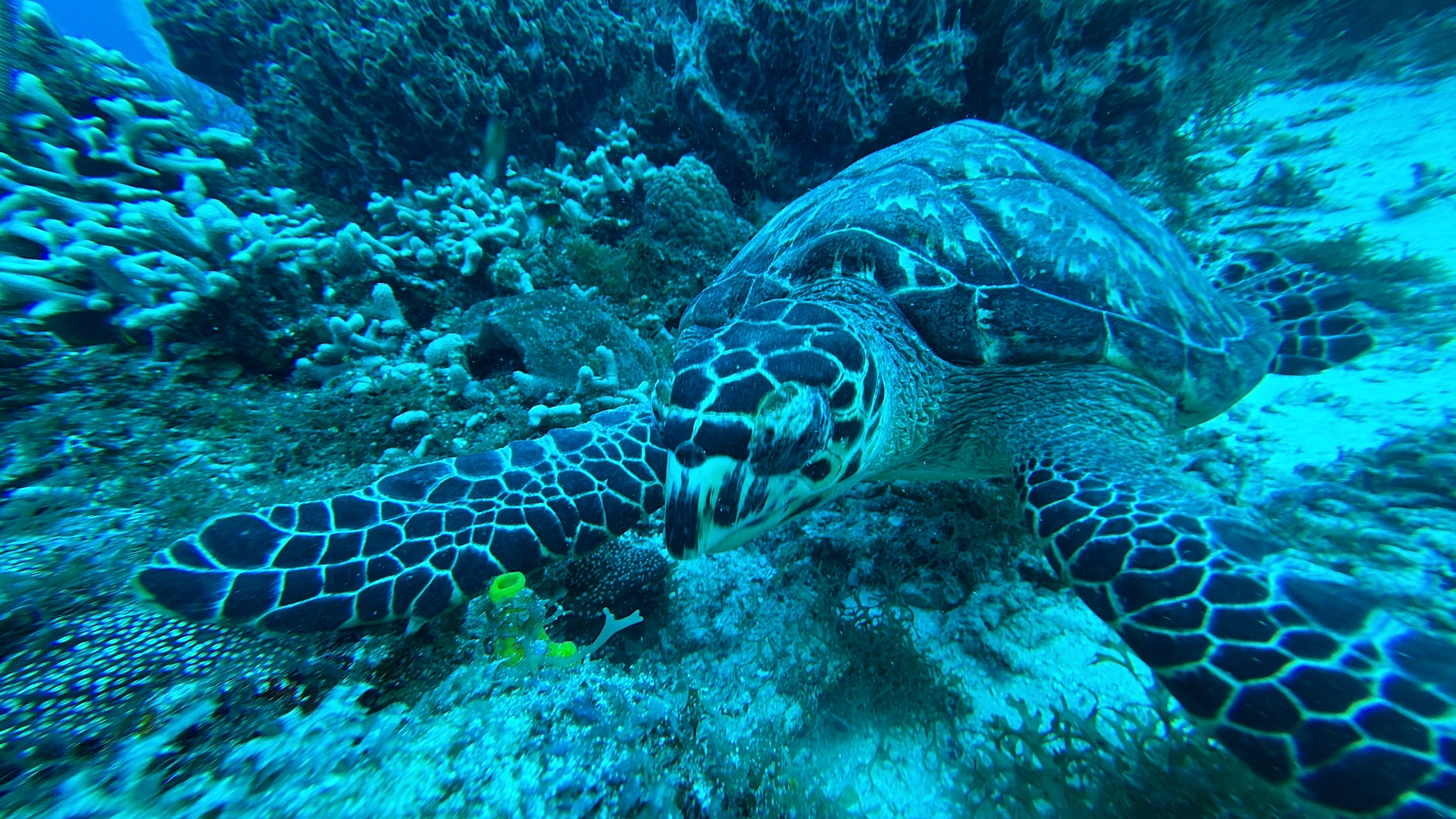 Discover Scuba Safari 1