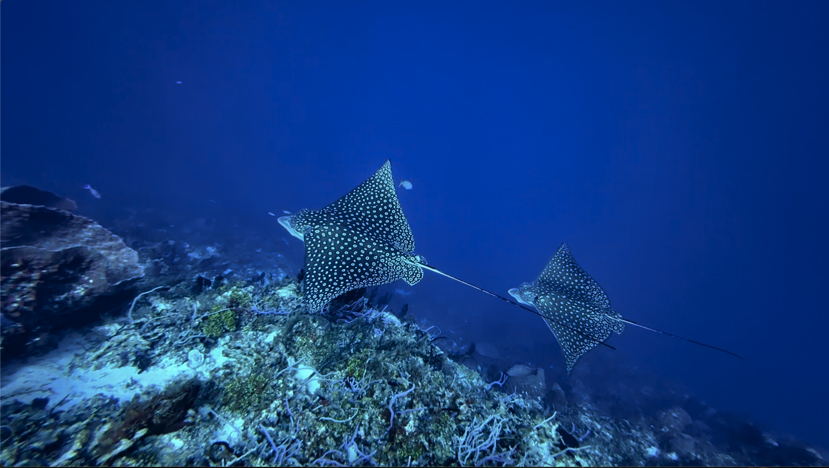 Marine Life